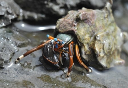 Wonder of nature - animal, beach, shell, crab, ocean, blue, sand, orange, nature