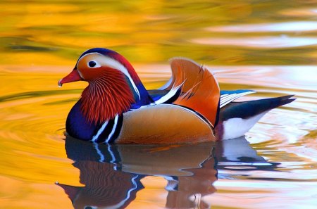 Mandarin duck - bird, duck, water, blue, orange, aqua, white, animal, nature, red, lake, mandarin