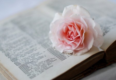 Pink rose - book, dictionary, rose, petals, pink