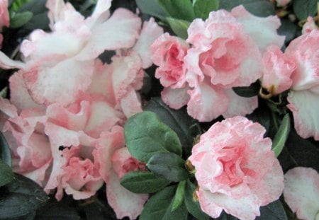 Beautiful Azalea flowers - white, pink, photography, green, flowers, azalea