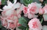 Beautiful Azalea flowers