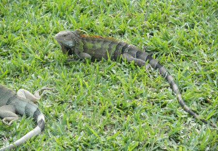 Iguana on the Islands sun tanning - grey, photography, iguana, green, grass