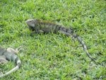 Iguana on the Islands sun tanning