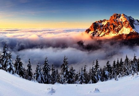 WINTER FOG - trees, fog, snow, sunrise, forest, mountains