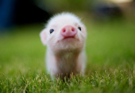 baby pig - baby, animals, pig, pigs, sweet, wallpaper, grass, new