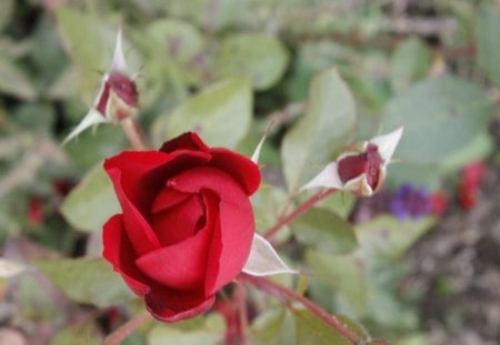 ❥ - roses, nice, red  roses, red