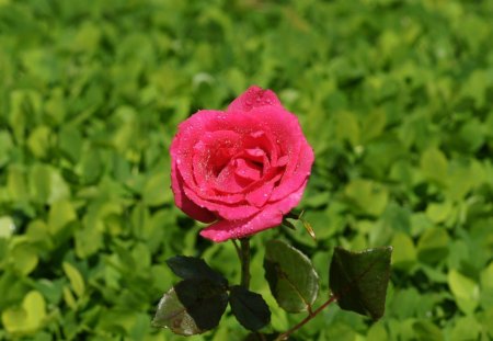 rose in green - green, lovely, rose, red rose