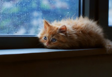 Ready for jump - fluffy, cat, adorable, rain, kitty, room, kitten, window, sweet, look, cute, jump, ready