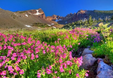 Field flowers - pretty, mountain, flowers, fresh, scent, field, nice, sky, beautiful, fragrance, lovely, freshness, peaks, stones, nature, delight, rocks