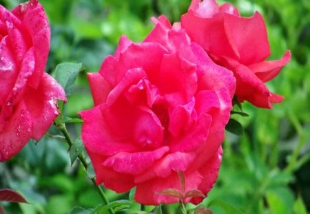 rosesâ¤ - lovely, roses, red, red roses