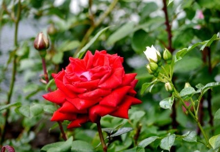 RED ROSE,❤ - RED ROSE, BEAUTIFUL, ROSE, GREEN