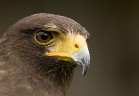 *** Eagle *** - eagle, animals, bird, birds