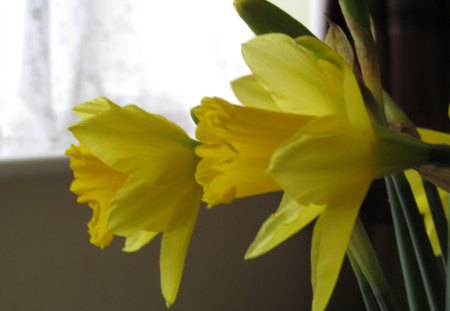 Spring Yellows - blooms, daffodils, yellow, spring