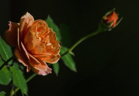 *** Rose and bud *** - flower, roses, rose, flowers, nature, bud