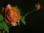 *** Rose and bud ***