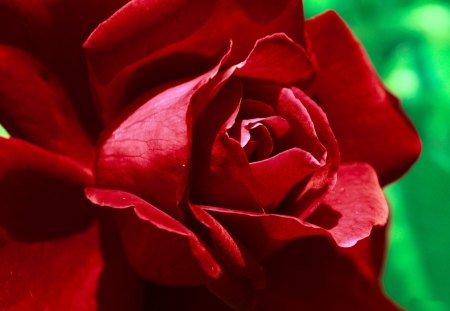 *** Romantic rose *** - red, flower, rose, flowers, nature