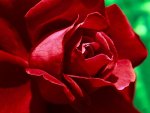 *** Romantic rose ***