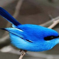 Beautiful Blue Bird