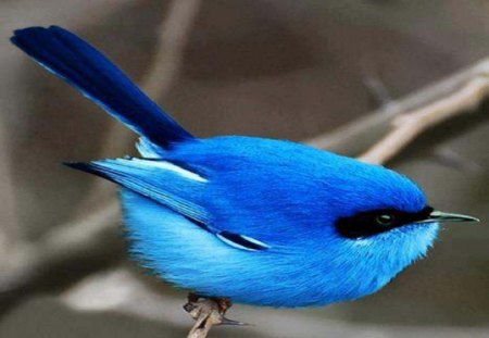 Beautiful Blue Bird - blue bird, birds, nature, animals