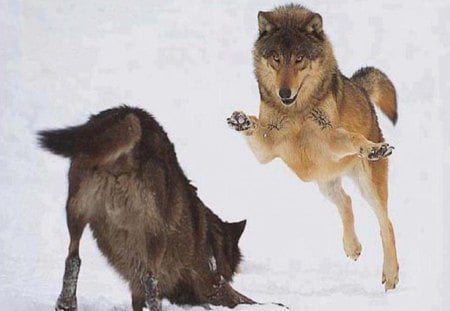 Having Fun - nature, dogs, snow, animals, wolves