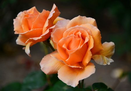 *** Romantic roses *** - flower, roses, rose, flowers, nature