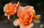 *** Romantic roses ***