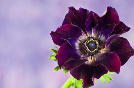 *** Purple Anemone *** - anemone, flower, purple, flowers, nature