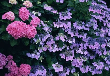 *** Hydrangea *** - flowers, flower, nature, hydrangea