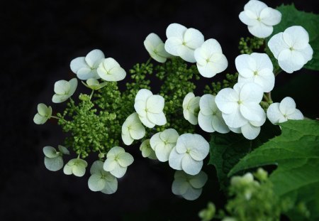 *** White Hydrangea *** - flowers, white, nature, flower, hydrangea