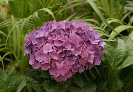 *** Pink Hydrangea *** - flower, pink, flowers, nature, hydrangea