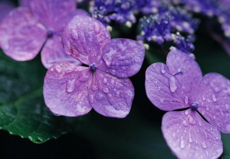 *** Purple Hydrangea *** - flowers, nature, purple, flower, hydrangea