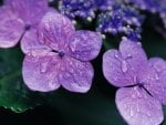 *** Purple Hydrangea ***