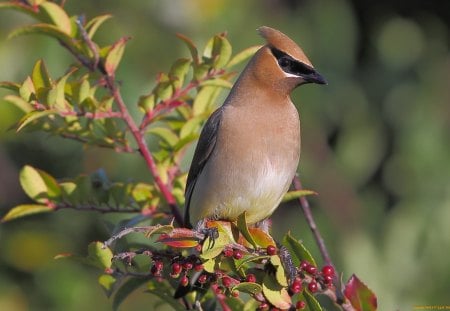 *** Bohemian Waxwing *** - bird, birds, animal, waxwing, bohemian, animals