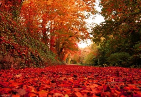 Autumn - leaves, forest, nature, autumn