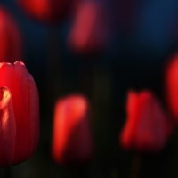 Red tulips