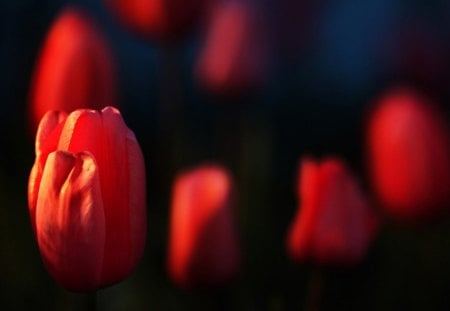 Red tulips - nature, tulips, flowers, red