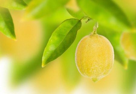 *** Lemon tree...*** - nature, fresh, lemon, fruits, tree