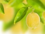 *** Lemon tree...***