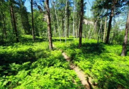 Ferns - nature, forest, trees, fern