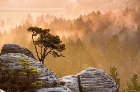 Morning Mist - dust, landscape, trees, mountain