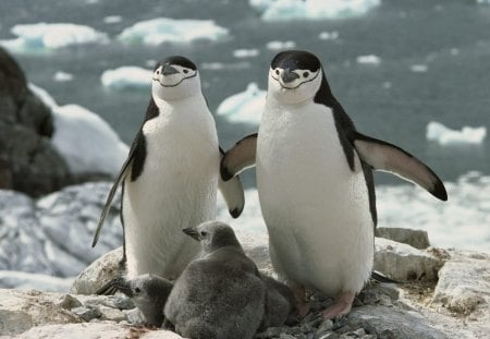 Happy Family - cute, animals, funny, penguin