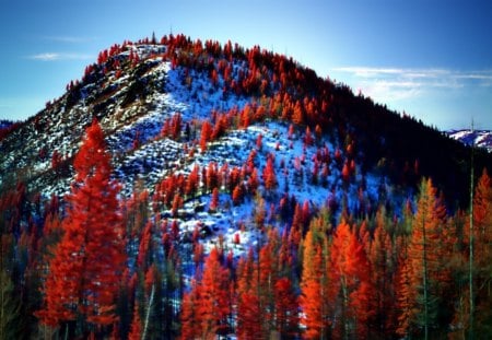 First Snow at Autumn - winter, trees, colors, mountain