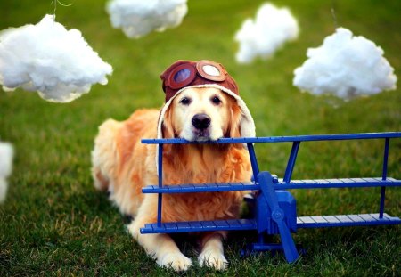 COOL GOLDEN BUDDY - helmet, airplane, golden retriever, dog