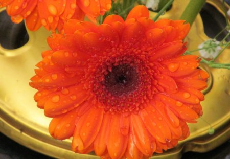 Tangerine Gerbera - blooms, orange, flowers, gerberas