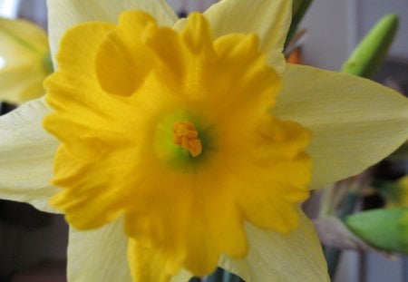 The Heart of Spring - blooms, daffodils, yellow, petals