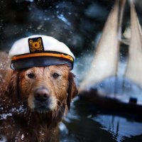 Dog marine