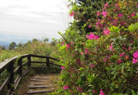 Mountain trail - flowers, trail, Mountain, plants, wooden  railings