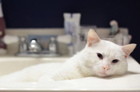 *** Cat in the sink ***