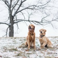 *** Golden Retriever ***