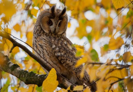 *** Owl on autumn tree *** - animal, animals, tree, birds, autumn